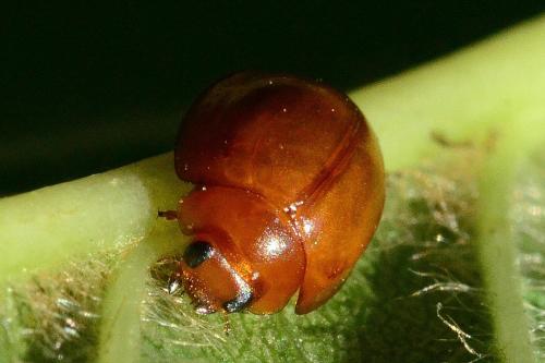 Réf. 238 520 : Exochomus quadripustulatus